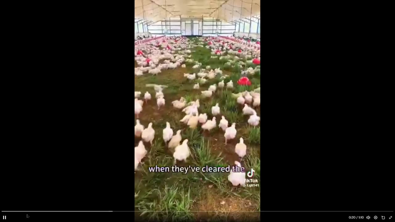 Damn Good Idea: Mobile chicken farming. - For healthier chickens and humans