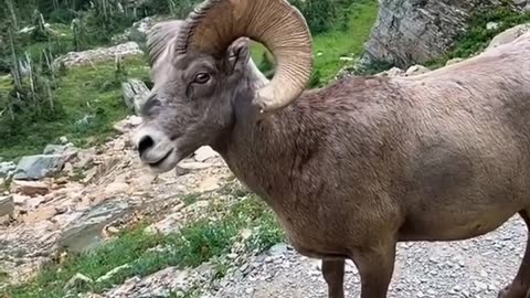 😮✨ Mountain Goat Gets Confused Running Into a Man! | FeedMyCuriosity