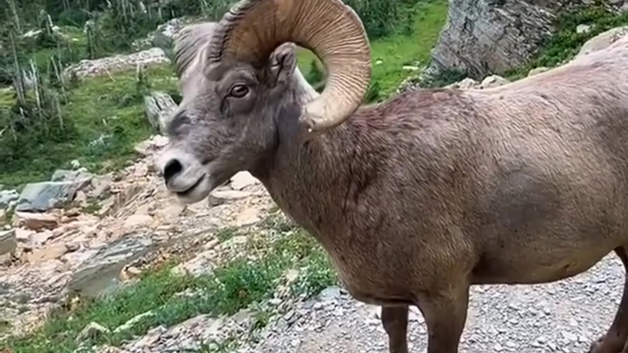 😮✨ Mountain Goat Gets Confused Running Into a Man! | FeedMyCuriosity