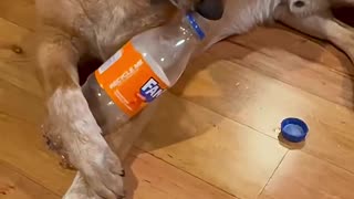 My Dog opens a Fanta