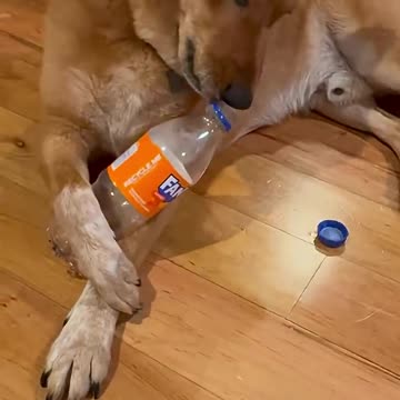My Dog opens a Fanta