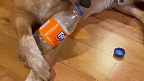 My Dog opens a Fanta