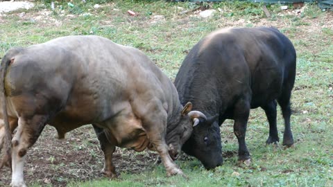 Jelenko od Tubića vs Pogba od Madunića Šestanovac 2025