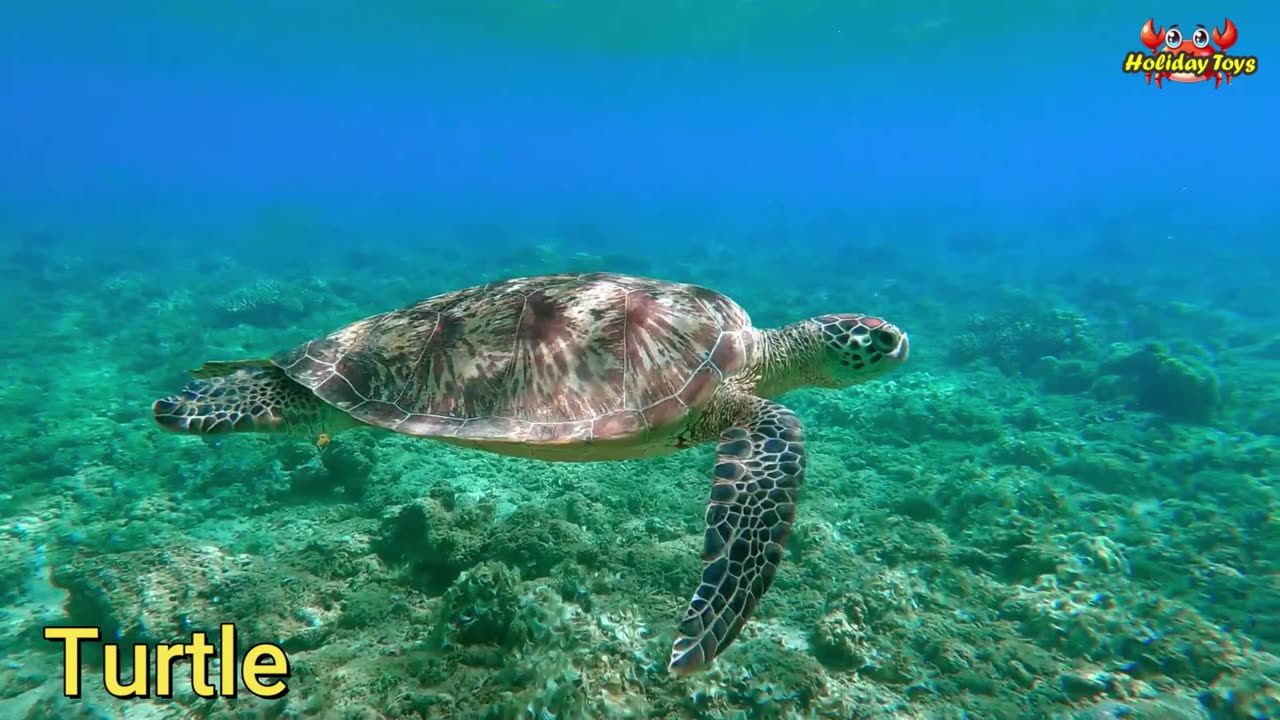 Feeding Sharks in the Sea Using Fresh Meat