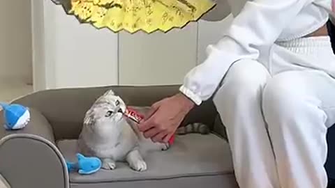 It's crazy. 🥹 #cat #cats #funnydogs #catvideos #cats