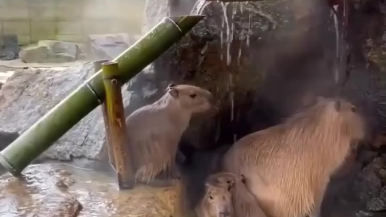 Having a Free Shower in a hot day