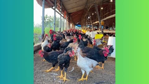 CHICKEN 3
