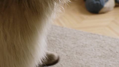 Dog funny moments 2