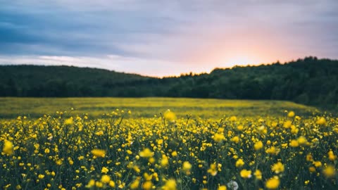 Heavenly Beautiful Relaxing Music for Relaxation, Peace, Stress Relief