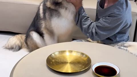 The brave dog enjoys the world first.