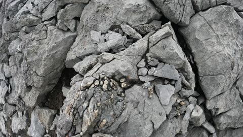 Fossilized Horn Coral 5300m altitude Nevado Ampay, Abancay, Peru