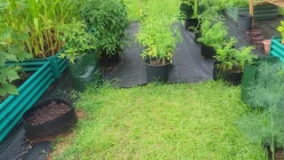 Checking on the Homestead, plants and animals