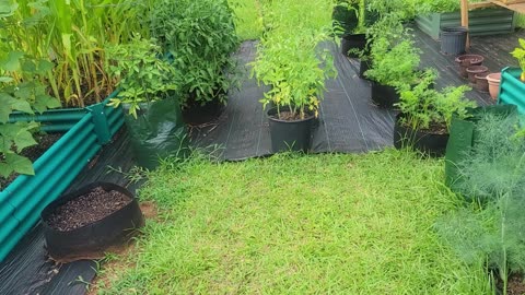 Checking on the Homestead, plants and animals
