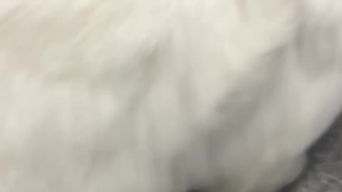 Cat white