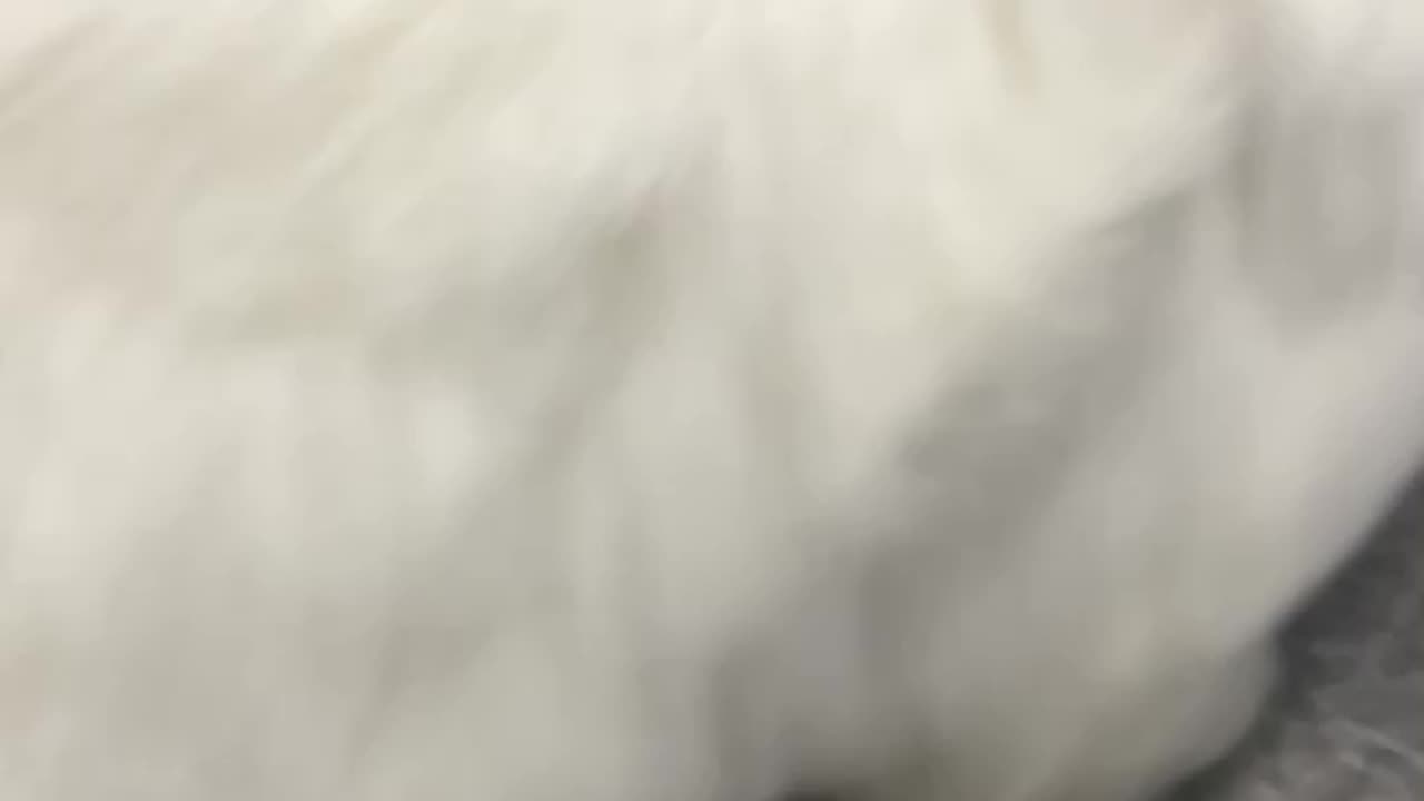 Cat white