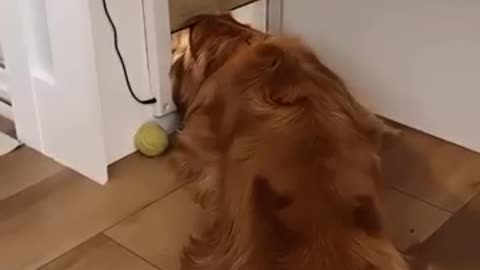 When you raise a golden retriever #funnyvideos #pet #funny #shortsfeed
