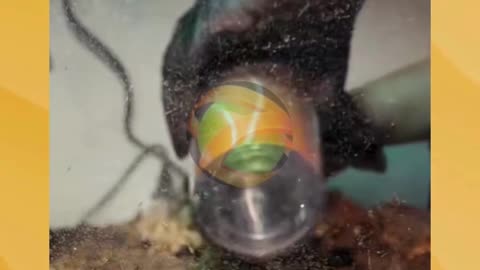 Maravilla is talking to the ninongs and ninangs who remember when her little snake was small