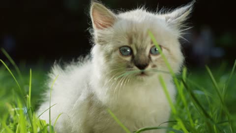 cute kitty
