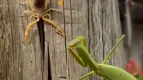 Praying Mantis Vs Scorpion Which One is Powerful?