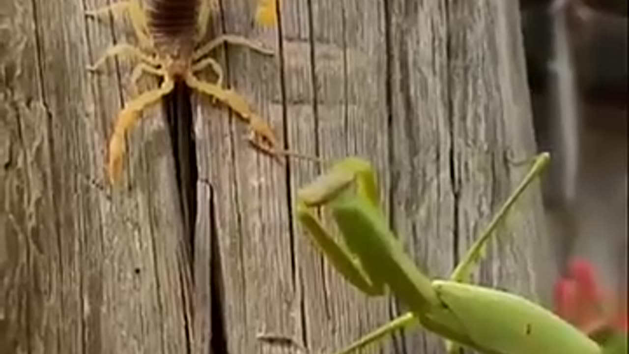 Praying Mantis Vs Scorpion Which One is Powerful?