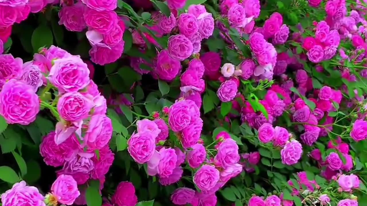 Natural flower