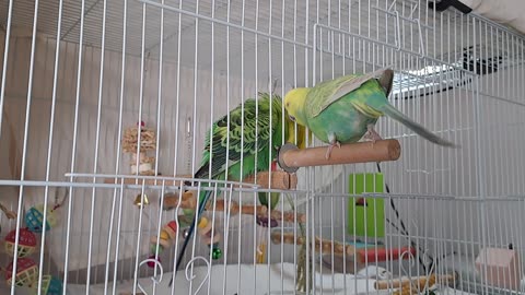 Gurgeh & Mhoram & Smudge