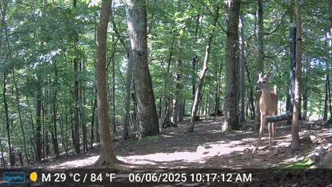 The Woods – 06/07/2025