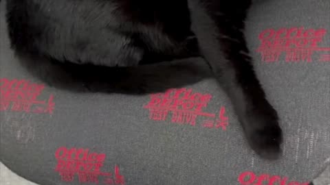 Cute Precious Piper Does Her Leg Extensions - Adopting a Cat from a Shelter Vlog #shorts