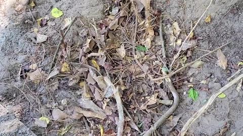 😂🌿 The Great Stick-Lifting Fail! | FunFM