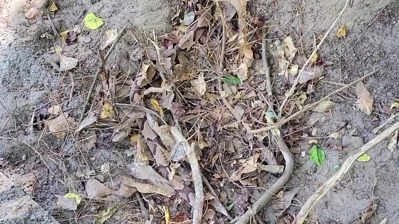 😂🌿 The Great Stick-Lifting Fail! | FunFM
