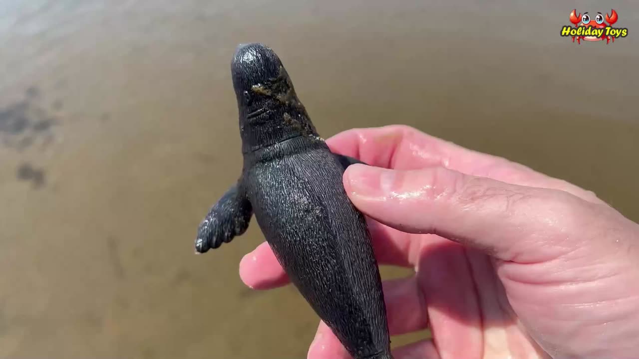 Hammerhead Shark Carried by Ocean Currents to the Shore