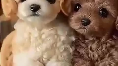 😍😘cute dog😍😘