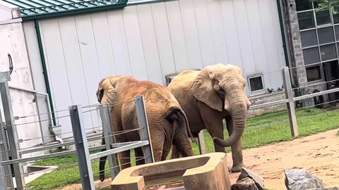 Elephant Walking