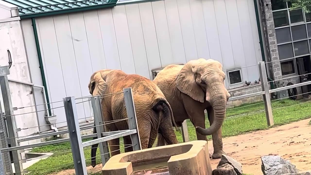 Elephant Walking