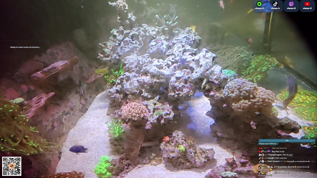 24/7 Real Live Reef Stream