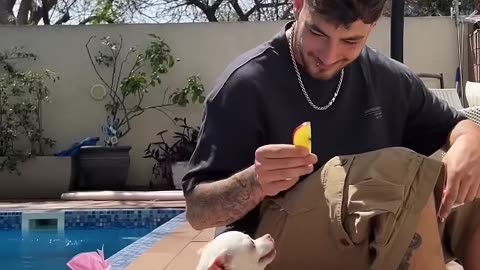Funny Animal Videos