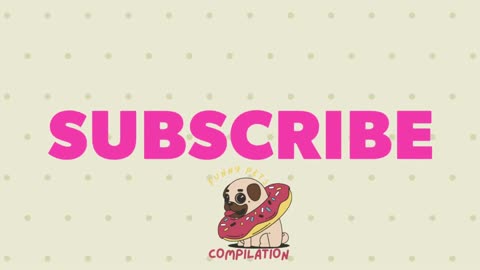 funny animals compilation clean