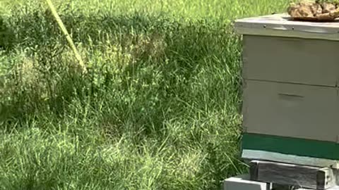 Bees Swarm When Workers Bang Metal Together