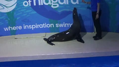 Niagara Aquarium Sea Lion Show 2025
