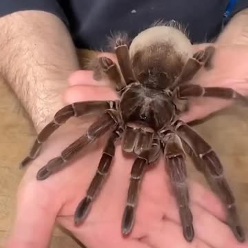 Nature's Beautiful Animal Evolution 3 #animaljourney #animaltransformation #beautifulnature