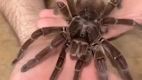 Nature's Beautiful Animal Evolution 3 #animaljourney #animaltransformation #beautifulnature