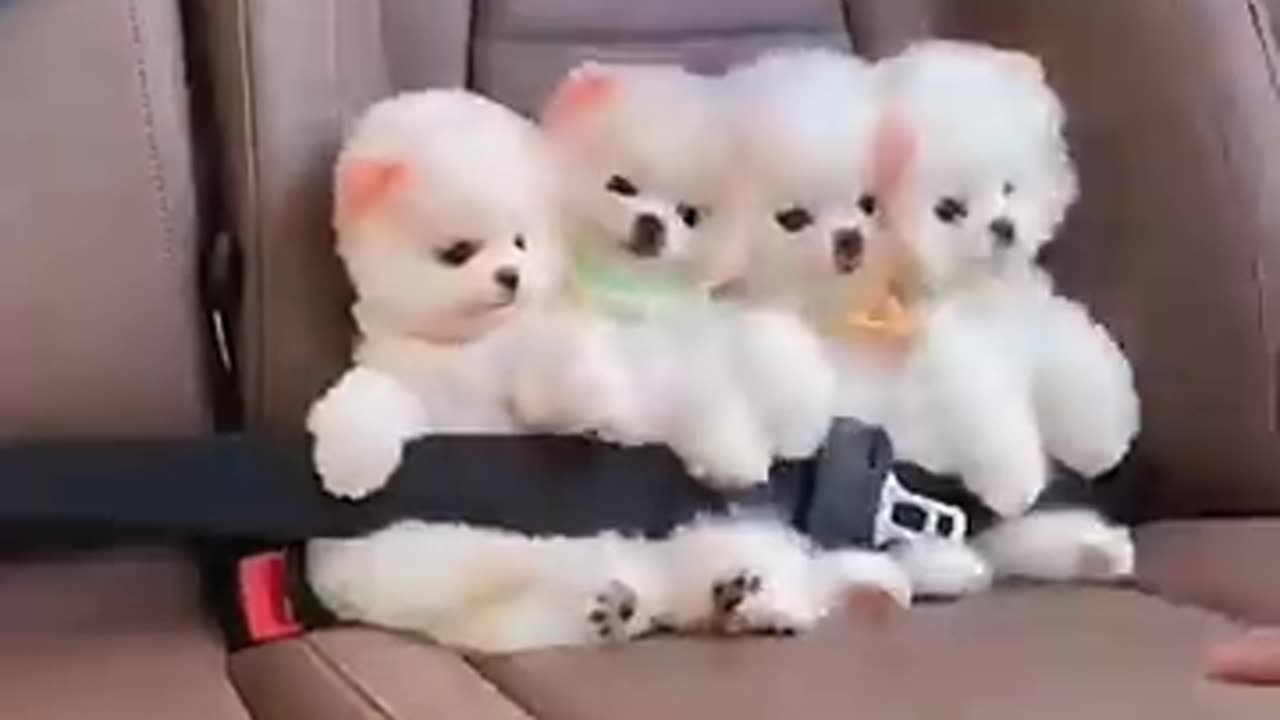 собачки совсем, как игрушечные!