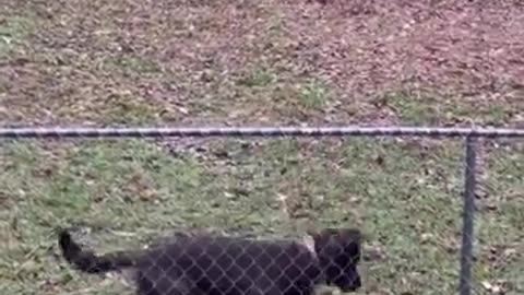 Dogs also excercise