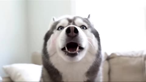 Husky's makeover goes slightly wrong 😂