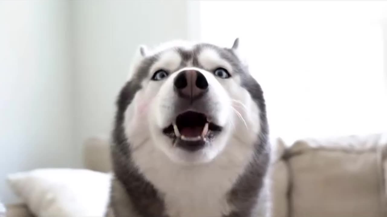 Husky's makeover goes slightly wrong 😂