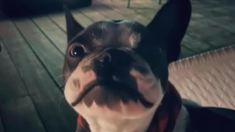 Η εκδίκηση ενός σκύλου