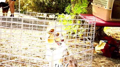 Dog Outsmarts Entire Bank Staff! 🏦🐕😂