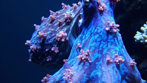 Vibrant octopus blue.