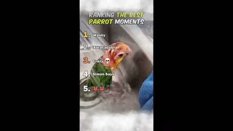 Ranking The Best Parrot Moments
