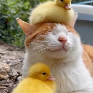 Duck vs Cat – Not a Fair Fight 😹🦆 درگیری اردک و گربه – نبرد نابرابر
